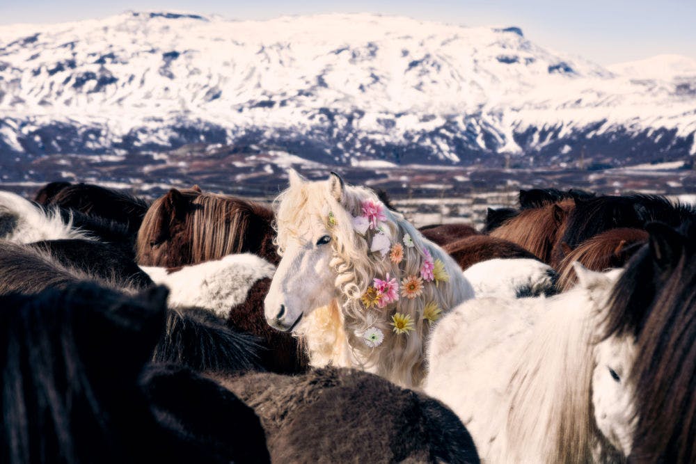 Icelandic Horses header image for mobile