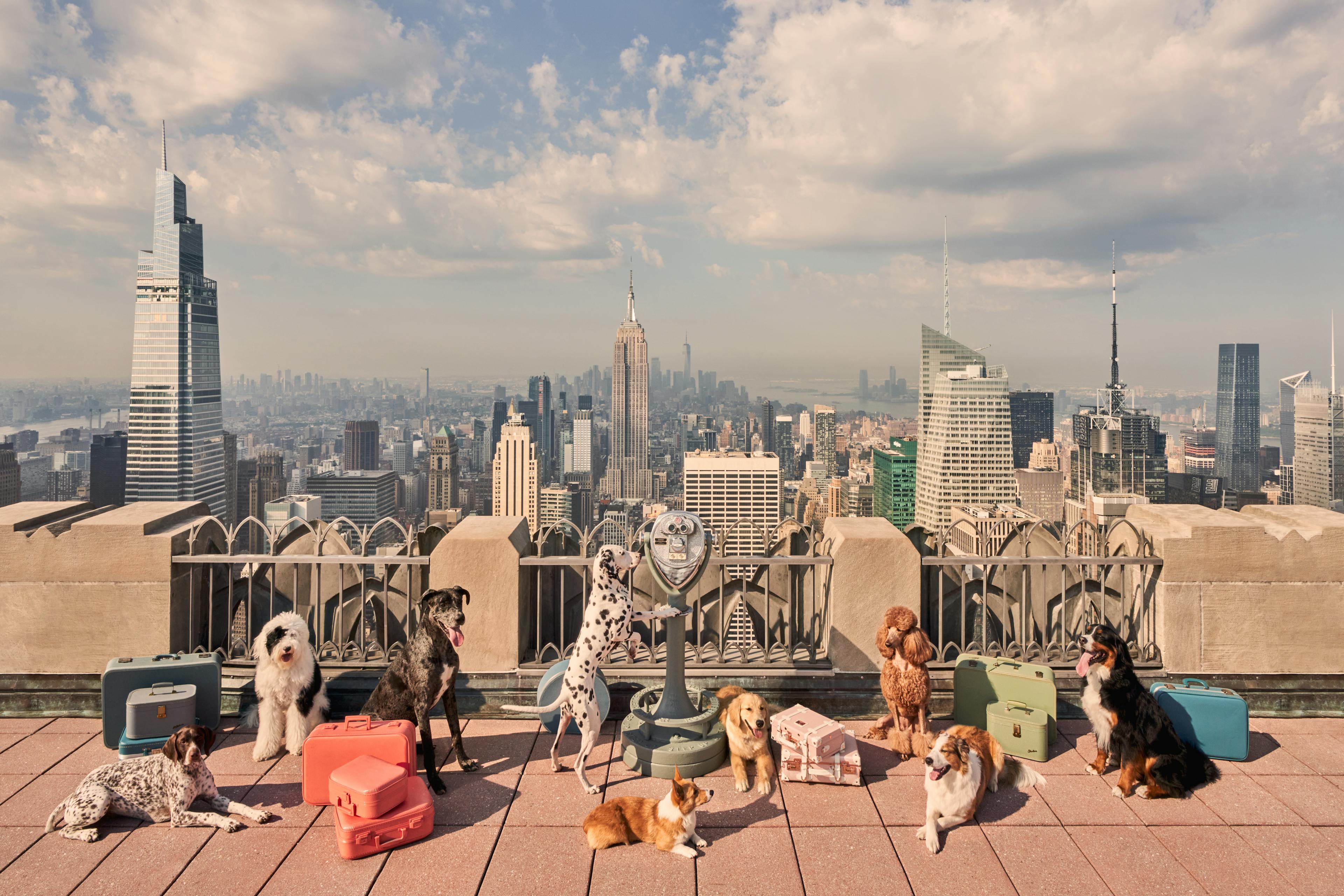 Dogs of New York City header image for mobile