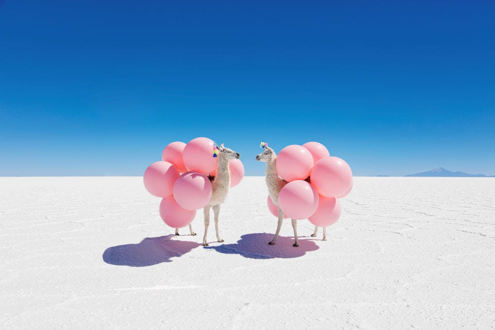 Two Llamas with Pink Balloons